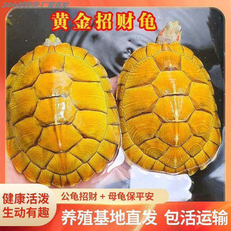 正宗金钱龟纯种招财黄金中华南石小青苗一公一母海南认主乌龟活物-龟-淘宝百科网