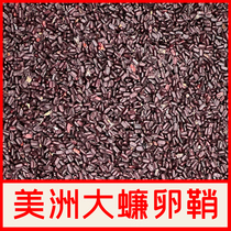 Cockroach ootheca American cockroach eggs artificial breeding raw materials cockroach eggs fresh package hatching cockroach feces feces