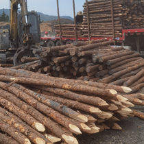 Fir wood log piles river bank protection flood control project fir wood piles piling wood round wood piles landscape greening fir wood piles