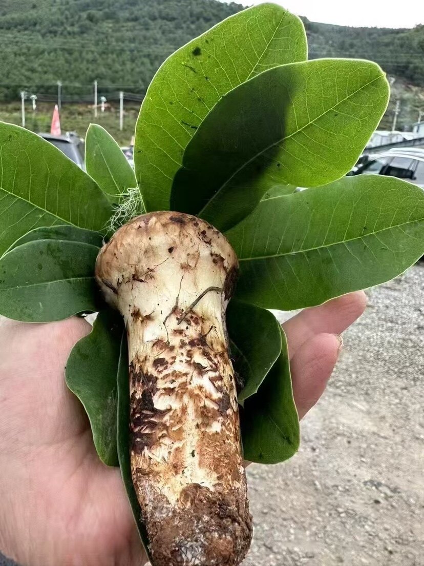 云滇菌菇批发