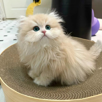 Purebred British short long-haired blue-gold gradient kitten live 12-color dual-blood racing grade purple-gold gradient long-hair pet cat