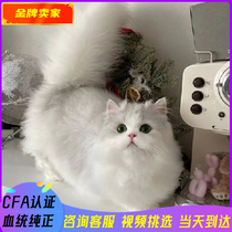 Silver Napoleon Minute short-legged kitten live milky white pure white blue and white short-legged highland long-haired pet cat