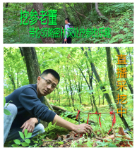 Wild ginseng under the forest in Gaonian wild ginseng under the forest of Huanren seeds under the forest of Huanren