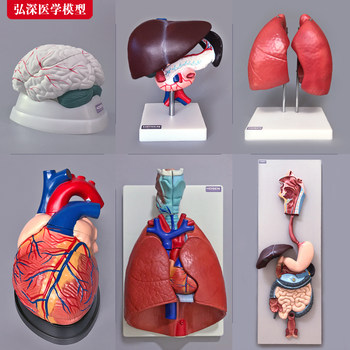 Human Organ Model: Heart, Liver, Spleen, Lungs, Kidneys, Brain, Gastrointestinal Tract, Internal Organs, Internal Organ System, Anatomical Structure, Medical Teaching