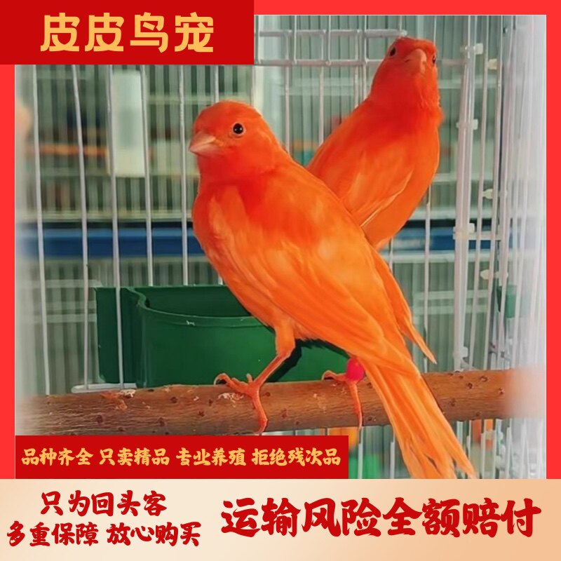 皮皮鸟宠的LOGO