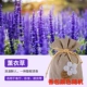 Zengxiang Model -Lavender [5 пакетов] -sanxiang удаляет запах