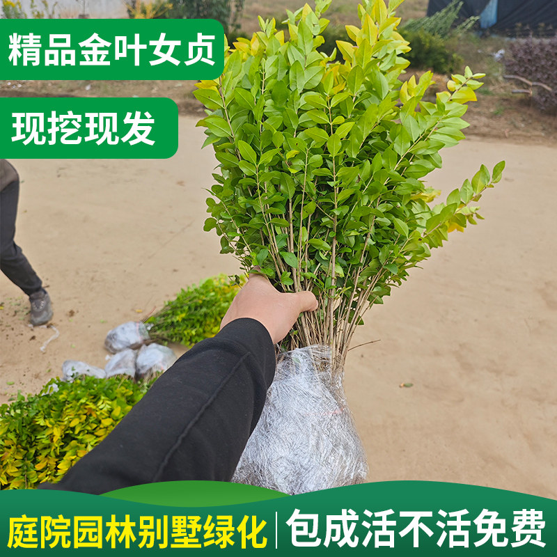 三星手机走势图：揭秘手机界的常青树，小白必看，绝绝子！