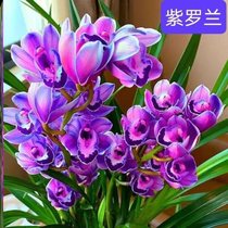 Dendrobium orchid potted orchid potted flower plant indoor orchid flower seedlings bloom fragrant in all seasons