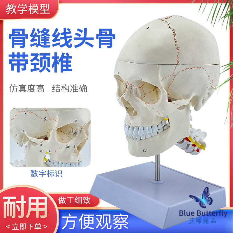 正品1:1医学 骨缝线头骨带颈椎 人体头骨模型头颅骨解剖标本骨骼