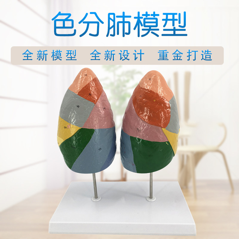 人体肺段模型肺部解剖模型呼吸系统肺肺段分区模型色分肺模型
