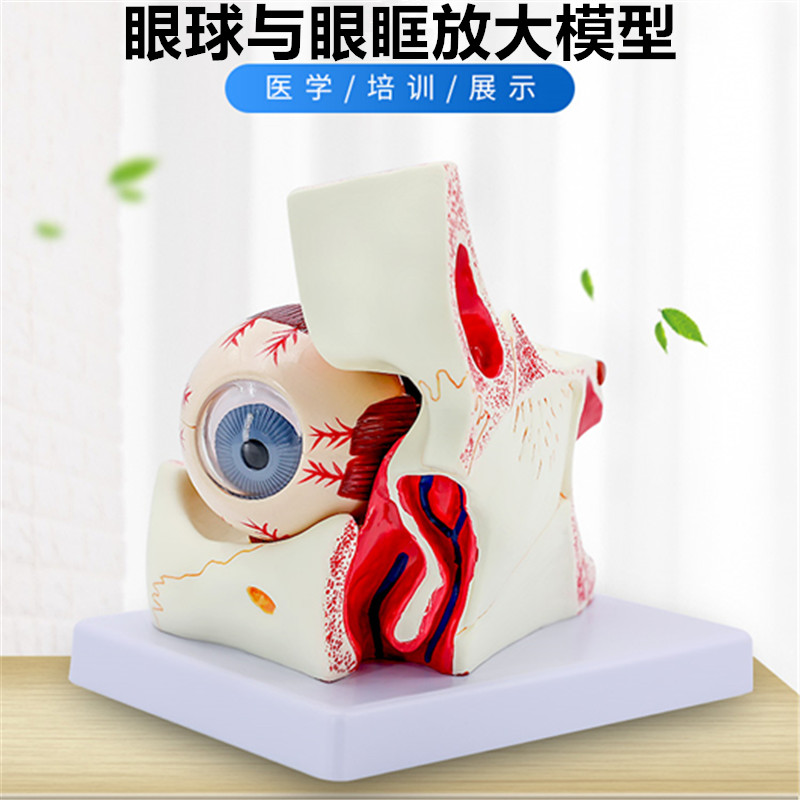 人体眼球模型放大眼睛眼球结构构造解剖模型教学仪器眼珠玩具医学