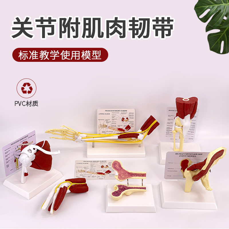 人体关节附肌肉模型 盂肱关节肩锁关节肩峰结构 膝关节肌肉解剖