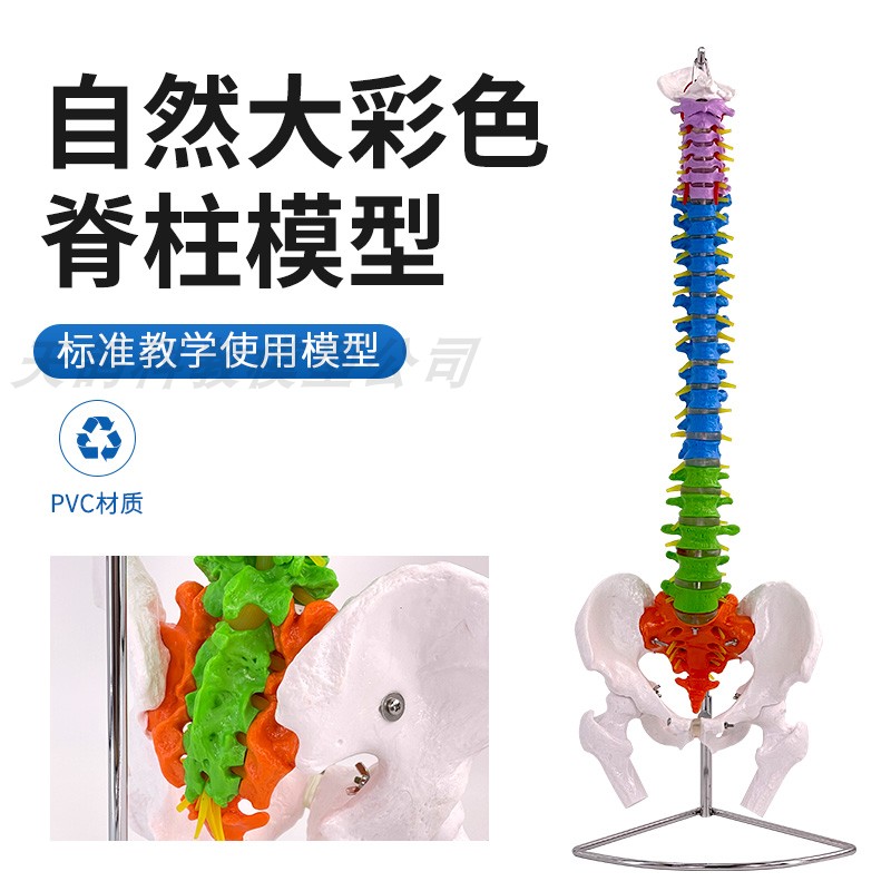 1：1人体脊椎解剖模型 脊柱模型 80CM彩色脊柱附椎间盘神经模型