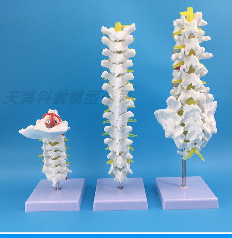 人体脊柱模型成人1：1比例自然大脊椎模型带颈椎胸椎尾椎骨骼模型