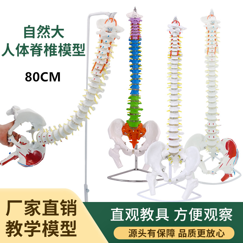 80cm人体脊柱模型1:1成人医学正骨练习骨骼模型颈椎腰椎脊椎模型