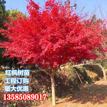 Red maple saplings four seasons red Japanese red maple saplings red Maiden potted ground planting courtyard villa project greening red maple saplings