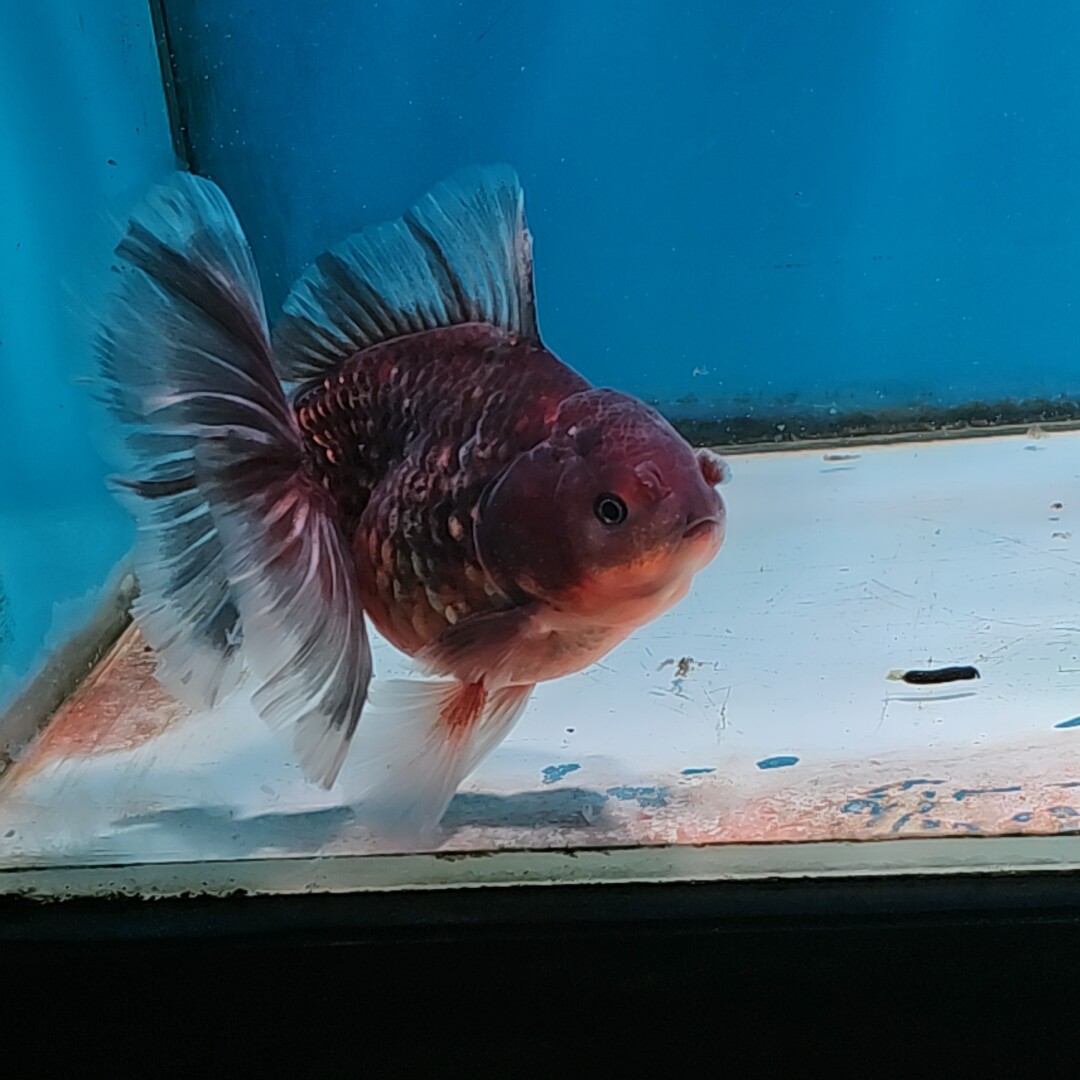 泰狮81号拍品,有何特别之处?🔍深度揭秘-水族服务-淘宝好物网