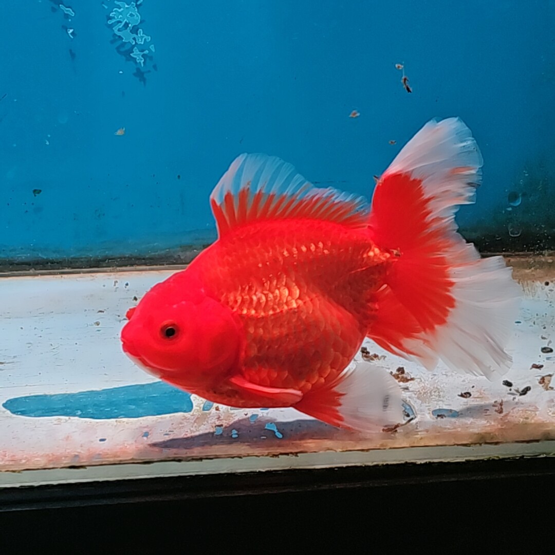 泰狮61号拍品,高端收藏品的魅力何在?🔍揭秘-水族服务-淘宝好物网