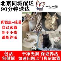 Cihuahua cat cub orange cat white cat black cat live animal Chinese pastoral cat long-haired lion cat house cat in Beijing city