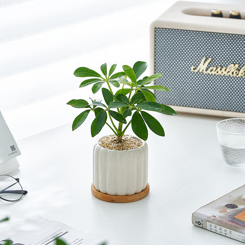 重阳节古诗里的诗情画意：穿越千年的秋日情怀