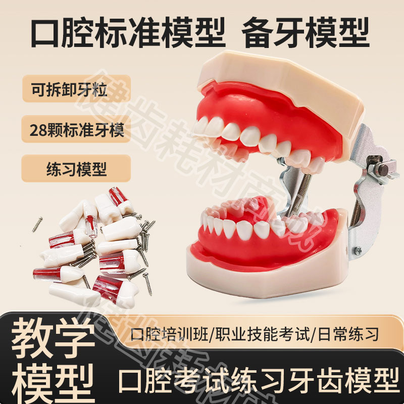Oral Preparatory Tooth Model for Vocational Skills Examination, Teaching Dental Model, Tooth Preparatory Practice, Resin Tooth, Isolated Pulp Tooth Oral Preparatory Tooth Model for Vocational Skills Examination, Teaching Dental Model, Tooth Preparatory Practice, Resin Tooth, Isolated Pulp Tooth