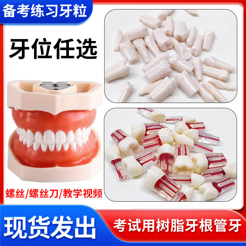 牙医口腔技能树脂牙粒练习根管牙离体牙开髓牙仿真树脂牙备牙模型