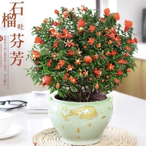 Pomegranate Boutique Fittings Old Pile Watching Purified Air Balcony Garden Plant Growing and Green Plant