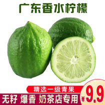 Guangdong seedless perfume lemon authentic fresh freshly picked four seasons selected first-class green fruit milk tea shop exclusive 10