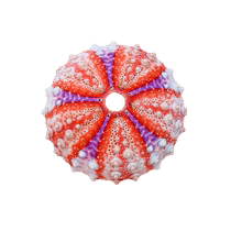Medal sea urchin 2-4 cm natural conch shell collection specimen home decoration ornaments birthday gift