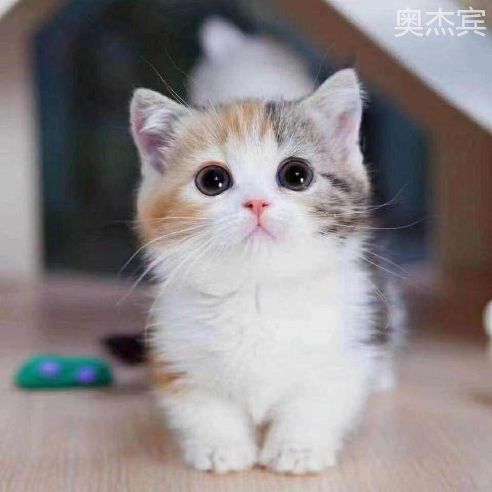 治愈系萌宠🐱 | 三花猫陪你温暖每个日常🐾-猫咪-淘宝好物网