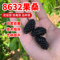 Mulberry seedlings 8632 seedless big ten mulberry seedlings black mulberry seedlings long fruit four seasons fruit mulberry large leaf seedlings ground planting courtyard potted plants