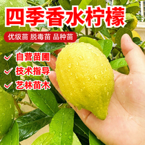 Four Seasons Perfume Lemon Saplings Fruit Saplings Potted Edible Indoor Living Room Balcony Flowers and Green Plants Result of the Year