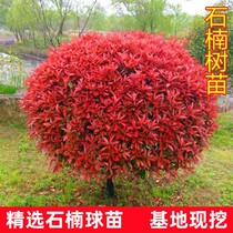 Red-leaf heather ball saplings courtyard cold-resistant villa ground planting red Robin seedlings fence wall greening seedlings evergreen all year round