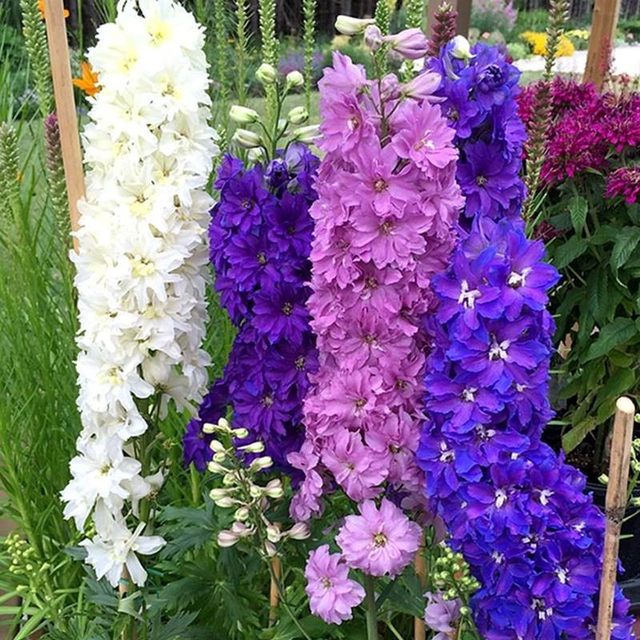 Delphinium grandiflorum ຖືກຫວ່ານໃນທຸກລະດູການ, ການປູກສວນສວນທີ່ທົນທານຕໍ່ອາກາດຫນາວ, ດອກໄມ້ຕົ້ນໄມ້ກາງແຈ້ງແລະເມັດຫຍ້າ.