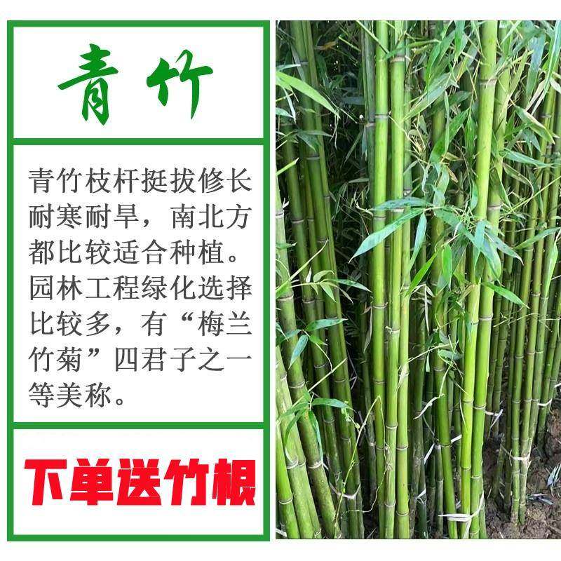 四季青竹毛竹钢竹楠竹常青不落叶盆栽篱笆竹苗地栽绿化苗别墅围墙-观叶-淘宝百科网
