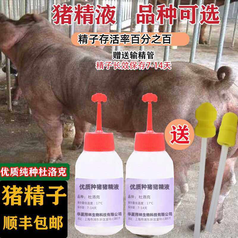 牛世界精猪　 猪精液大揭秘！优质纯种猪精子人工授精到底有多牛？养猪人必看！-人工