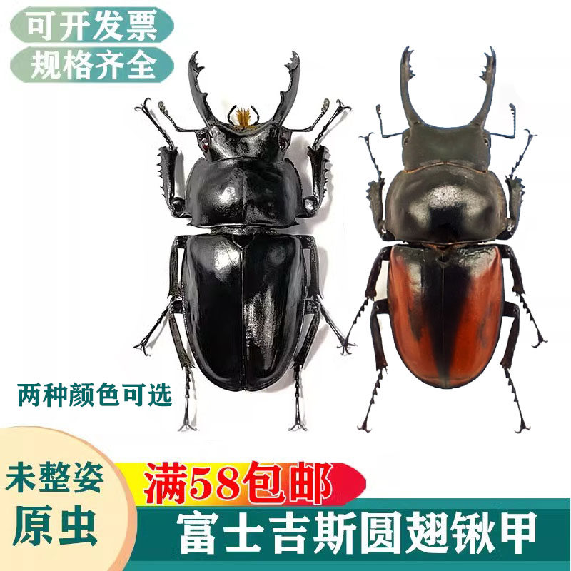 富士吉斯圆翅锹甲真昆虫标本湿虫未整姿科普教学学习素材生物A1-A