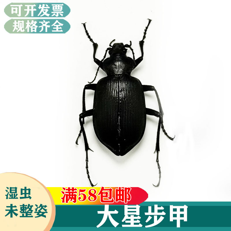 大星步甲黑步甲真昆虫湿虫未整姿科普教学病虫害虫生物收藏标本