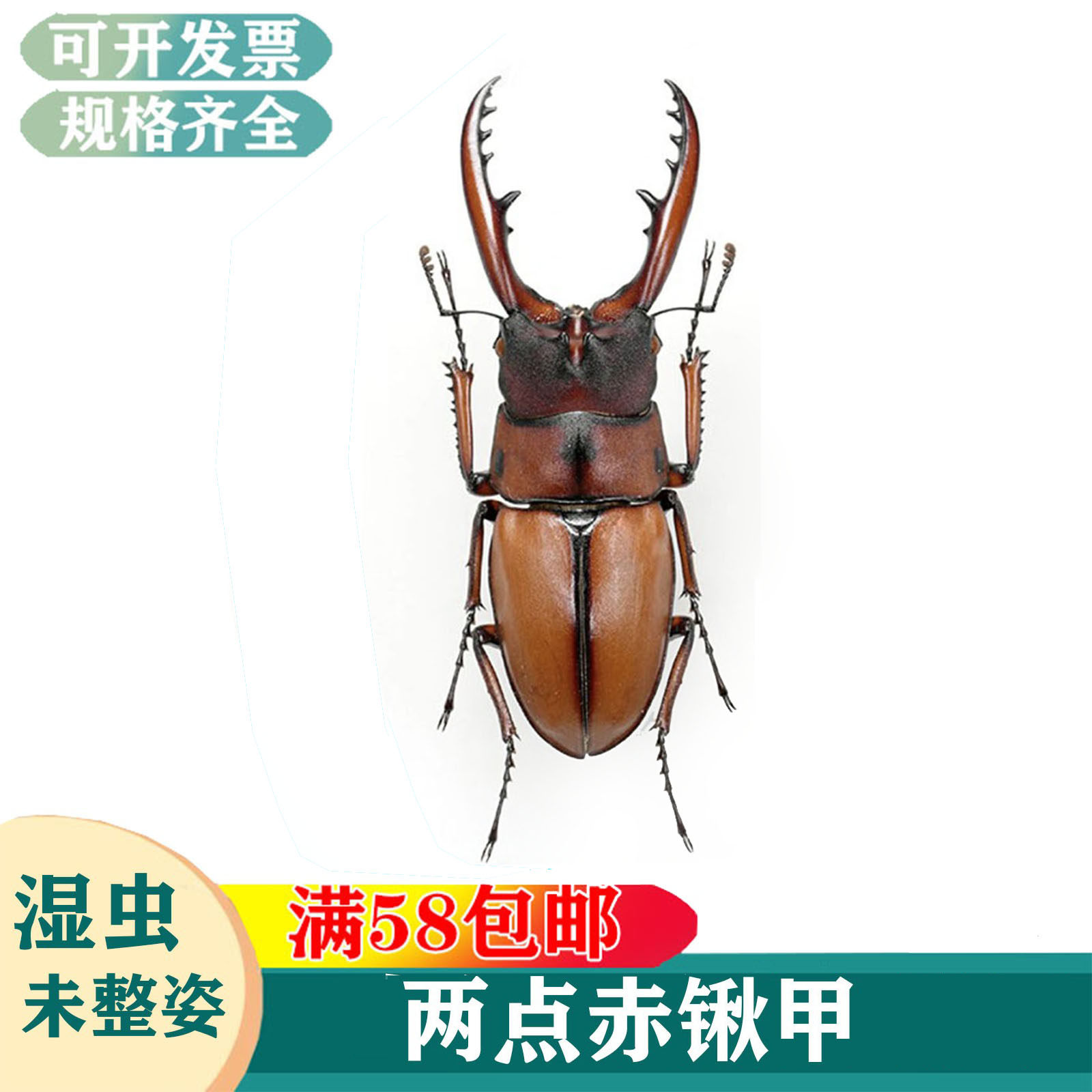 两点赤锹甲锯锹翅锹甲标本真昆虫湿虫未整姿科普教学收藏锹属