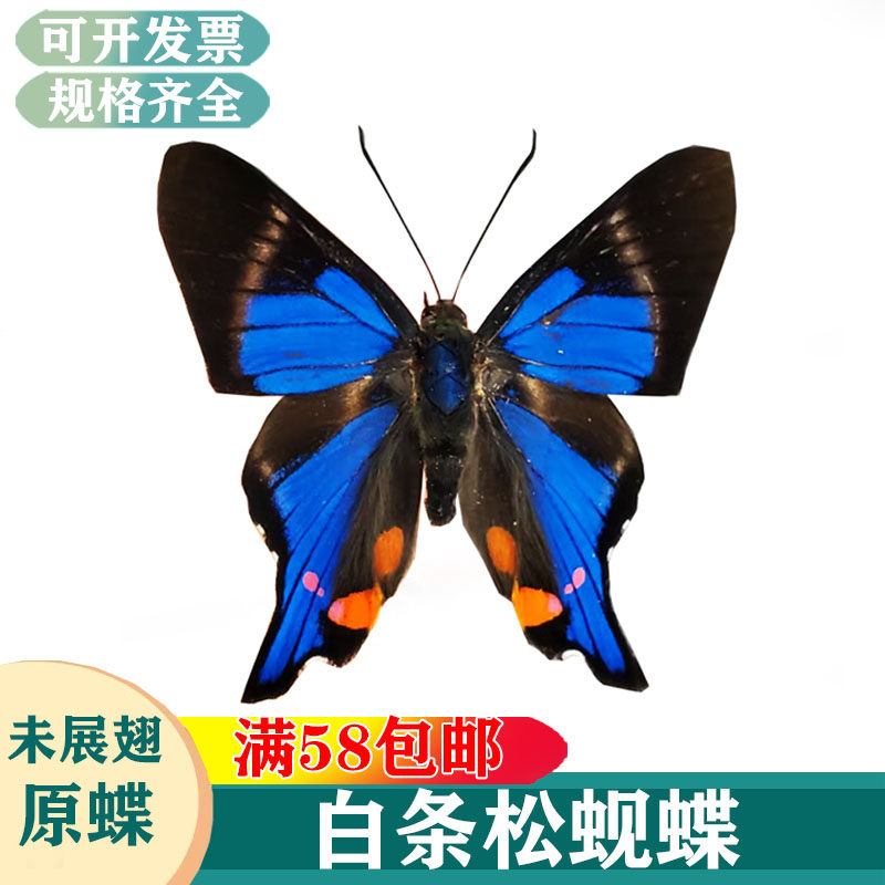 白条松蚬蝶舰蝶未展翅原蝶学生认知收藏装饰教学DIY真蝴蝶标本