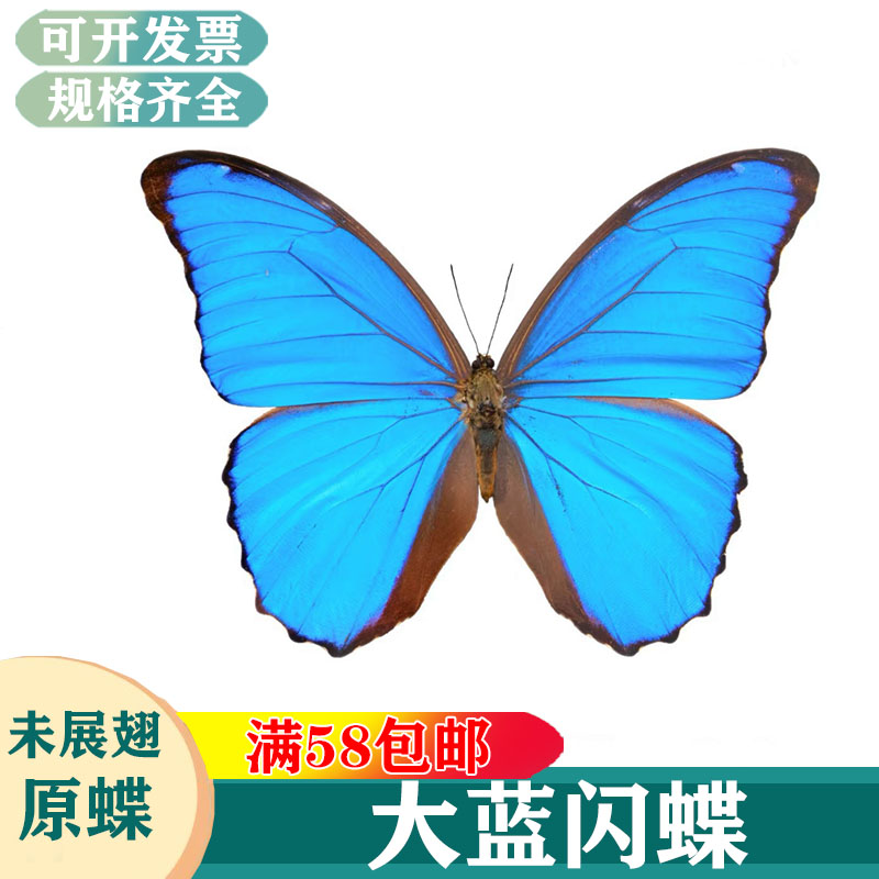 大蓝闪蝶/欢乐女神蝶未展翅原蝶学生认知收藏DIY真蝴蝶标本A1A2