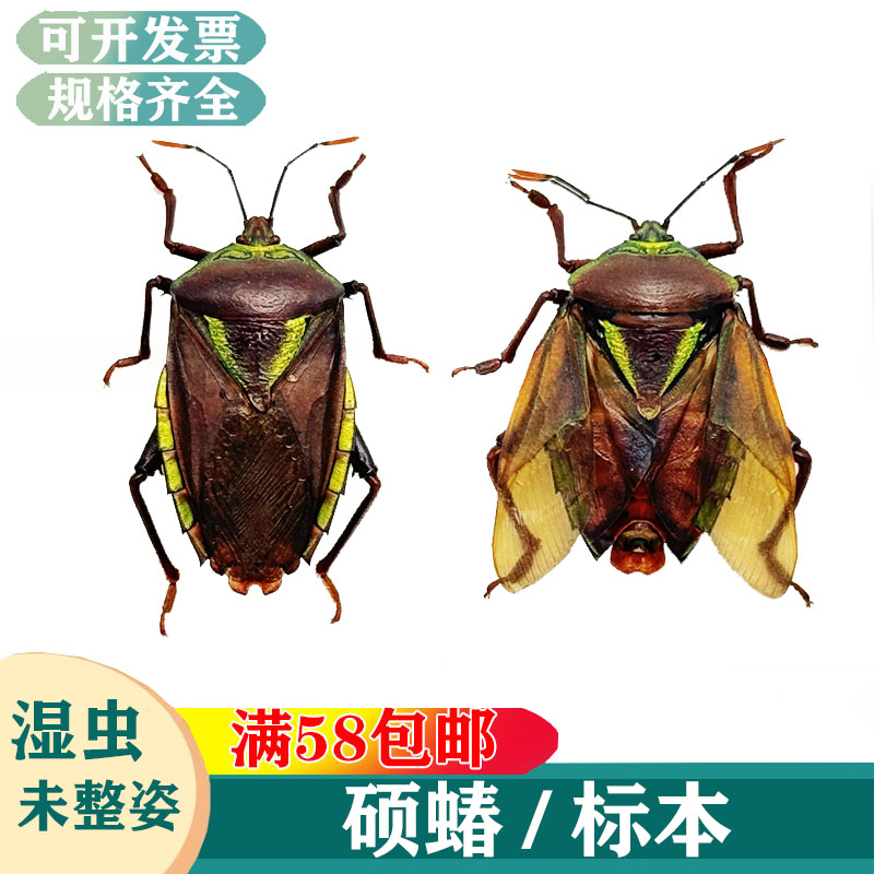 硕蝽放屁虫臭屁虫真昆虫标本湿虫未整姿科普教学学习素材生物A1-A