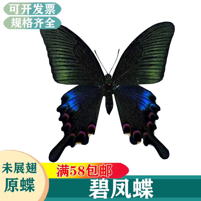 碧凤蝶 未展翅原蝶学生认知收藏DIY真蝴蝶标本A1A2品质
