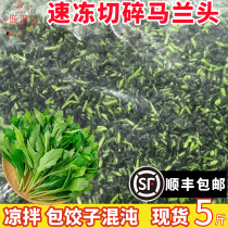 Quick-frozen wild red root malan head fresh wild vegetables hillside vegetables chicken intestines salad vegetables steamed buns and dumplings with chaotic fillings