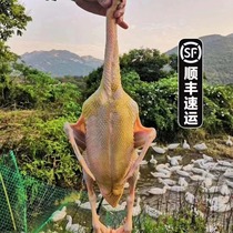 Fujian Quanzhou Muscovy Duck free-range native duck in the mountains and forests red-faced three-year-old duck whole duck meat fresh and ready to kill SF Express