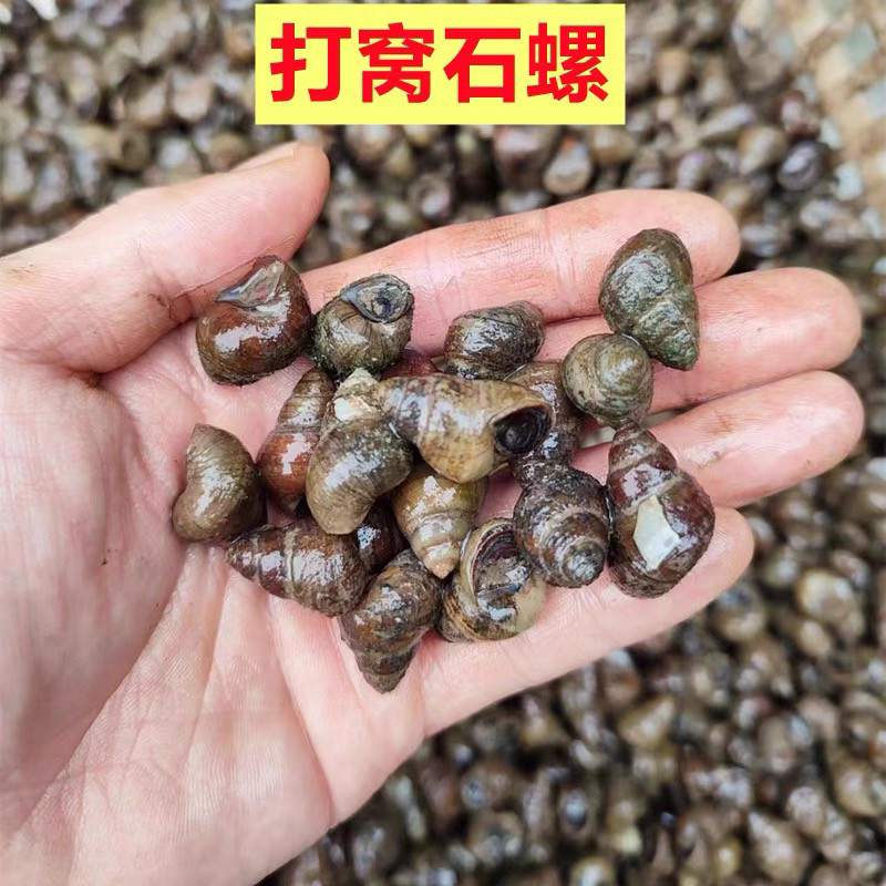 🐟 开启钓鱼新境界！鲜活田螺打窝神器 fishing螺石螺 🐟-螺-淘宝好物网
