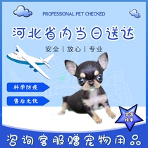 (canine du Hebei) Poupées Jidoll pure race gig poupée petite tête de pomme tête avec peu de vêtements de chien en teacup