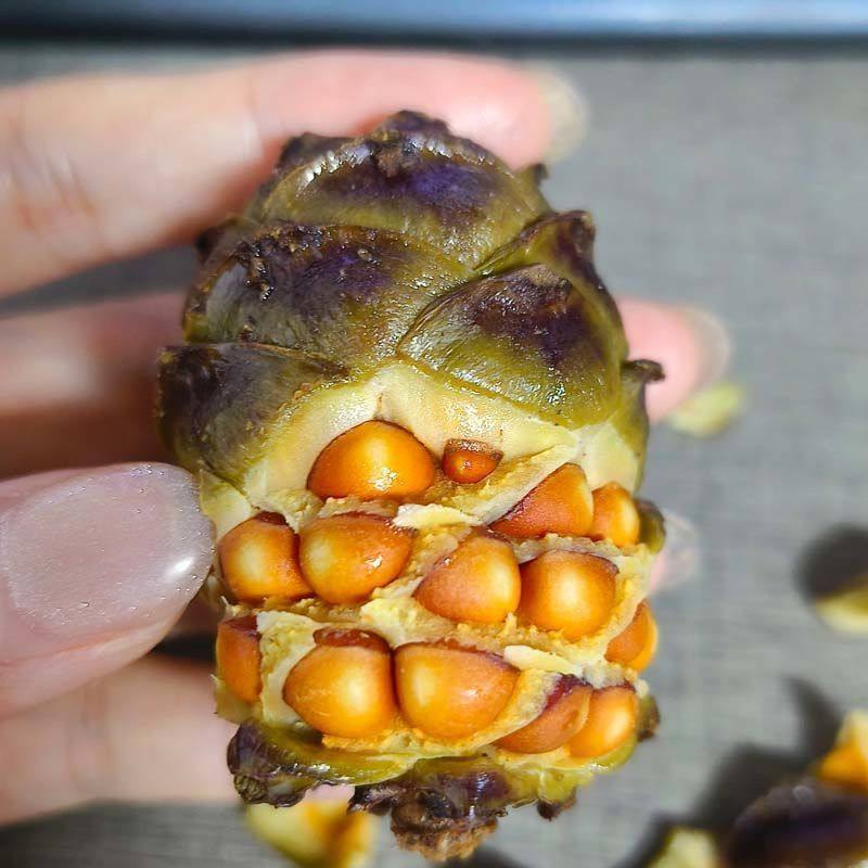 Wild Pine Cones from Daxinganling, Salted and Boiled, Small Pine Cones, No Additives, Salty Pine Cones, Heilongjiang Pine Cones