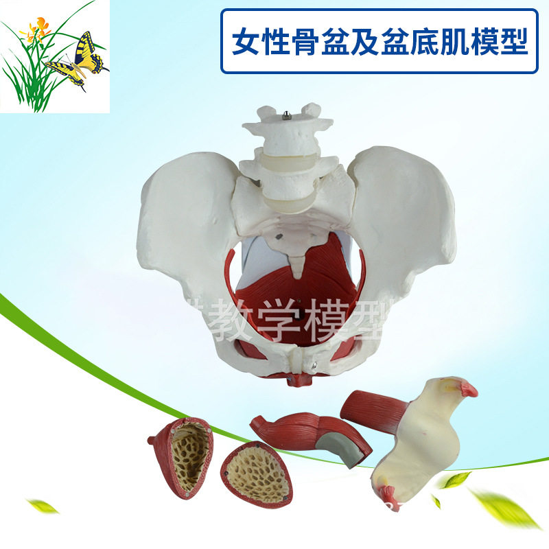 女性骨盆及盆底肌模型 子宫模型 盆骨模型 分娩教学模型 助产模型