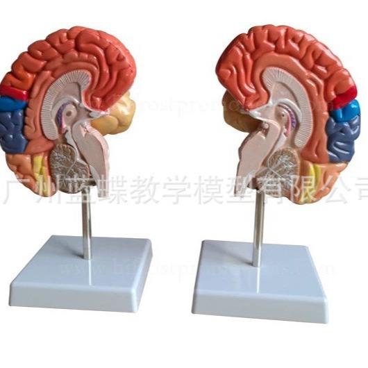 脑模型 脑功能区域色分模型 人体大脑解剖脑构造模型 脑色分 半边